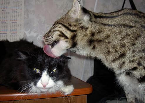 凯恩41分击碎质疑！总决赛G5致命三分背后的逆袭密码